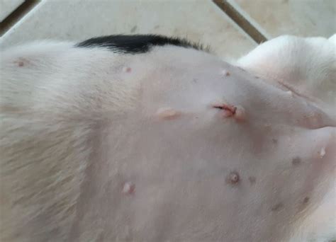 lump under dog spay incision|Seroma After Spay: A Common Surgical Complication